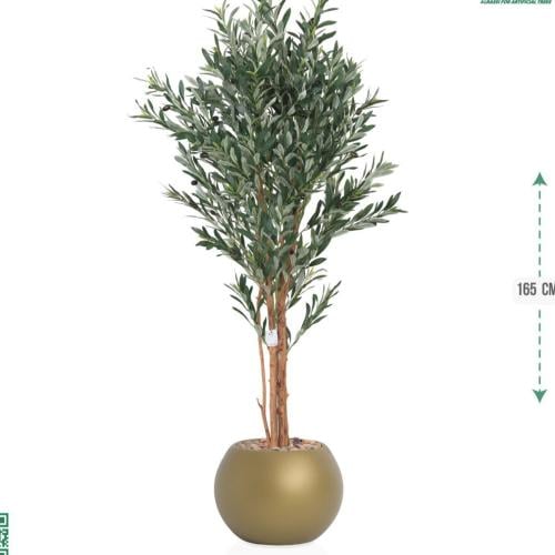 شجرة زيتون حوض بلاستيك