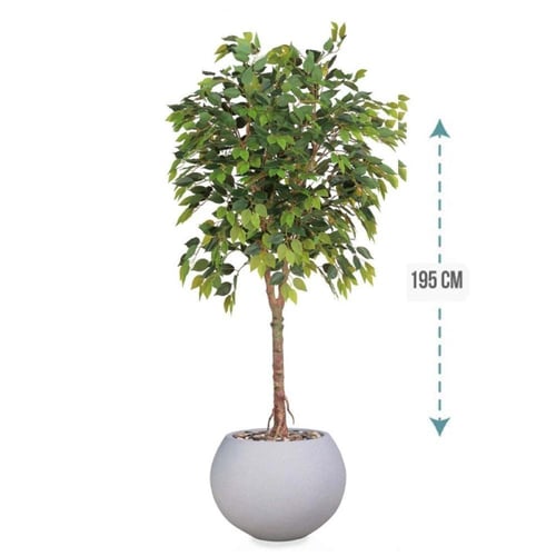 شجر فيكس 1 فرع حوض فيبر ارتفاع 195 سم : 3116-540