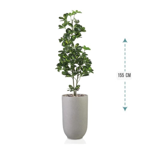 شجر شلفيرا أخضر 3 فرع حوض بلاستيك 155سم : 5304-533