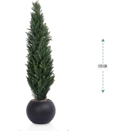 شجرة سرو حوض بلاستيك