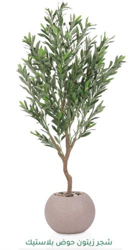 شجرة زيتون مقاس 135سم