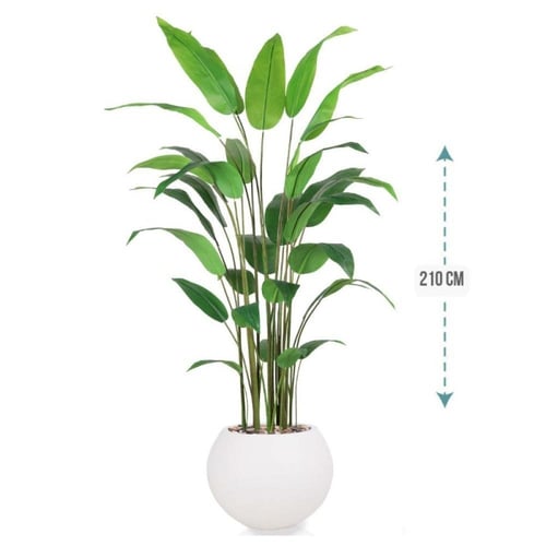 شجر ورق عصفور الجنة حوض فيبر ارتفاع 210 سم : 1631-...