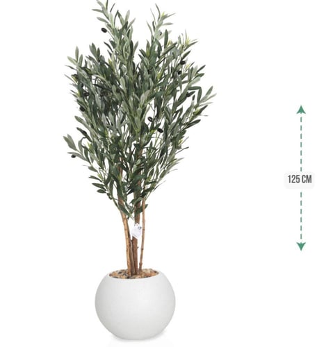 شجرة زيتون حوض بلاستيك