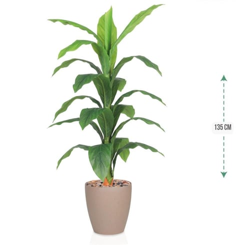 شجرة اخضر حوض بلاستيك