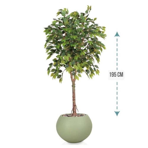 شجر فيكس 1 فرع حوض فيبر ارتفاع 195 سم : 3116-540