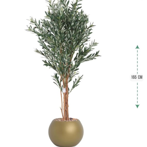 شجرة زيتون حوض بلاستيك