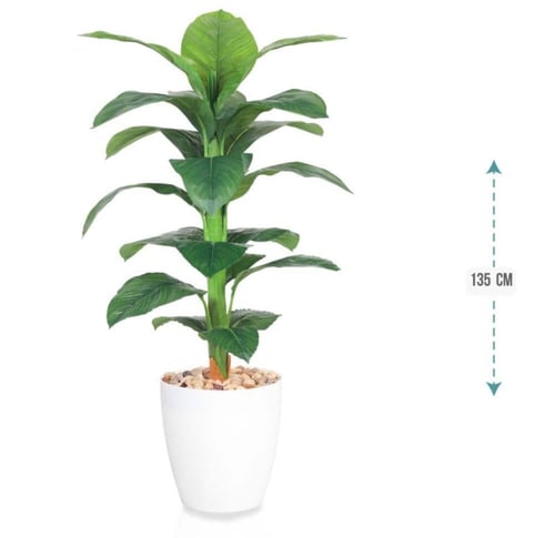 شجرموز وسط حوض بلاستيك