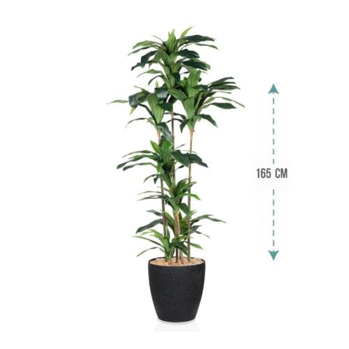 شجر أيدعة أريجة ارتفاع 165سم: 483-2040R