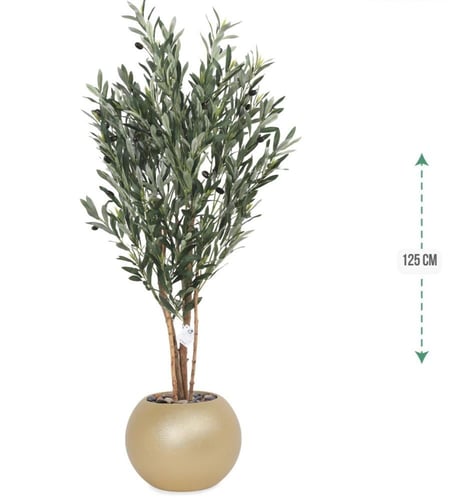 شجرة زيتون حوض بلاستيك