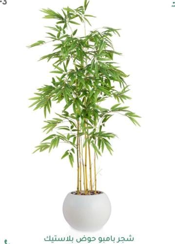 شجرة بابو مقاس 155سم