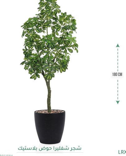 شجرة شفليرا حوض بلاستيك