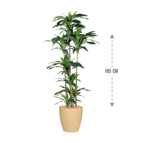 شجر أيدعة أريجة ارتفاع 165سم: 483-2040R