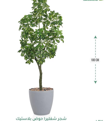 شجرة شفليرا حوض بلاستيك