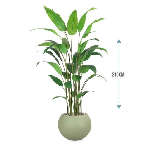 شجر ورق عصفور الجنة حوض فيبر ارتفاع 210 سم : 1631-...