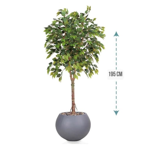 شجر فيكس 1 فرع حوض فيبر ارتفاع 195 سم : 3116-540