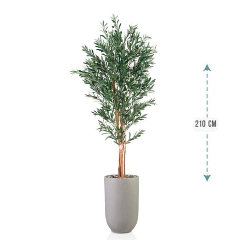 شتلة ورق قلب اخضر حوض فيبر 210 سم : 246-533