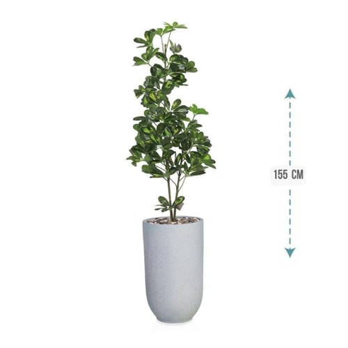 شجر شلفيرا أخضر 3 فرع حوض بلاستيك 155سم : 5304-533