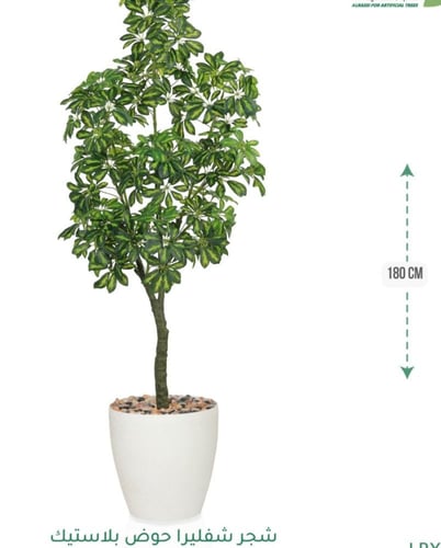 شجرة شفليرا حوض بلاستيك