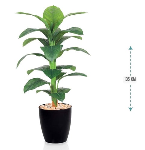 شجرموز وسط حوض بلاستيك