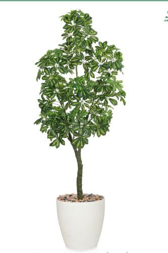 شجرة شفليرا حوض بلاستيك