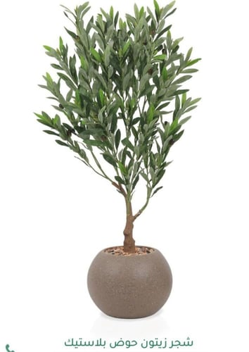 شجرة زيتون مقاس 95سم