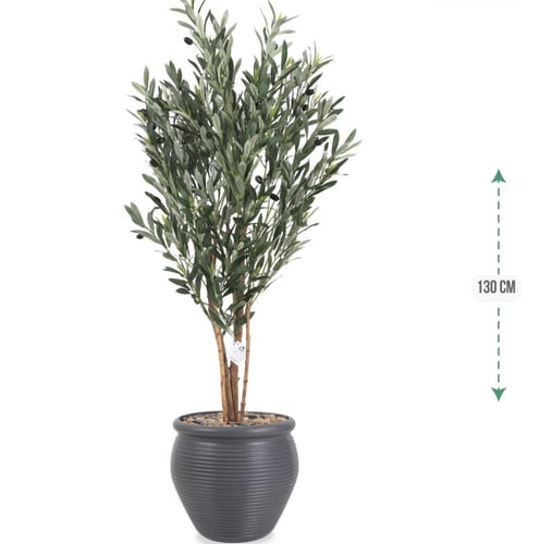 شجرة زيتون حوض بلاستيك