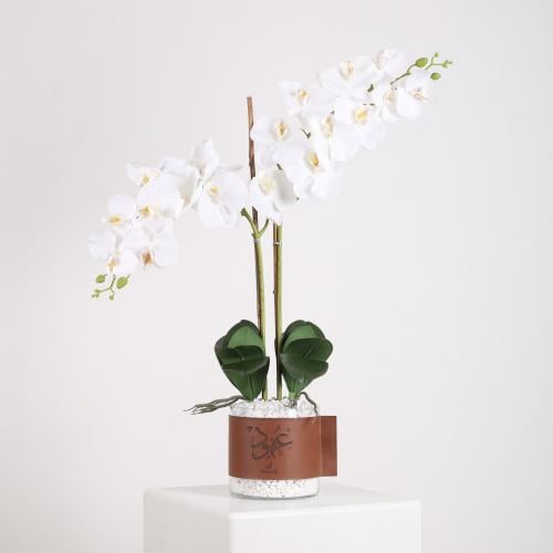 فازة الأوركيد بالاسم