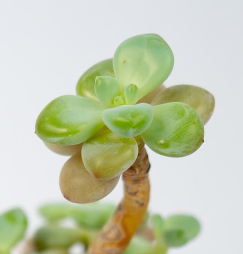 Graptosedum Miul Clustering