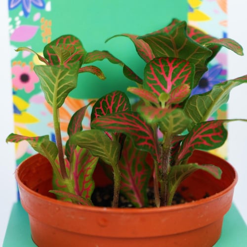 توزيعات نبتة الفيتونيا