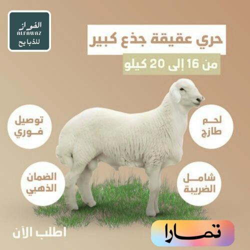 حري عقيقة جدع كبير