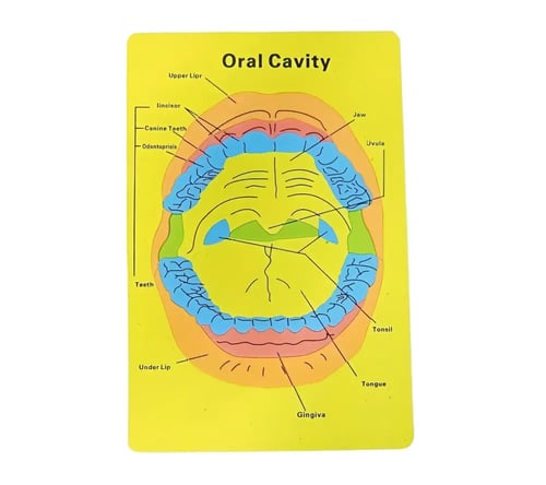 أجهزة جسم الانسان فوم