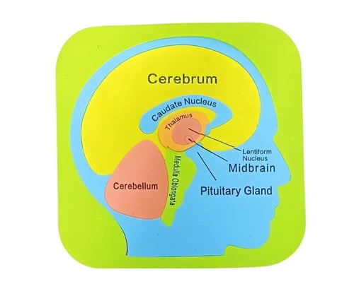 أجهزة جسم الانسان فوم