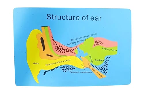 أجهزة جسم الانسان فوم