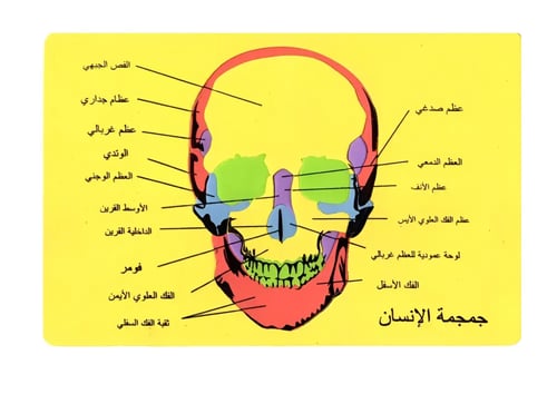 أجهزة جسم الانسان فوم