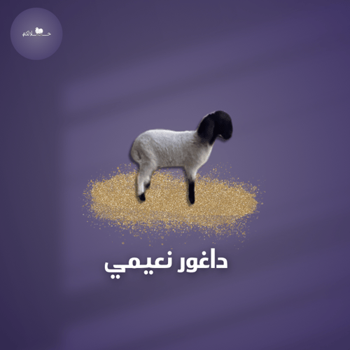 Small Neami sheep