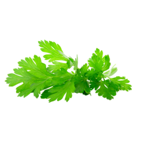 بقدونس - ربطة