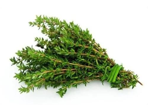 زعتر بري - ربطة