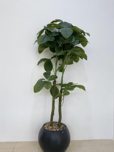 مركن شجر 2فرع