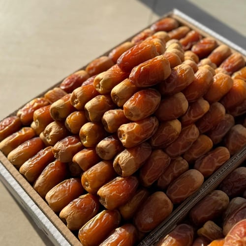 صقعي ملكي أهرام