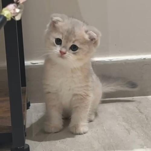 ذكر سكوتش فولد ay12