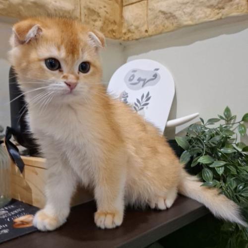 ذكر سكوتش فولد قولد