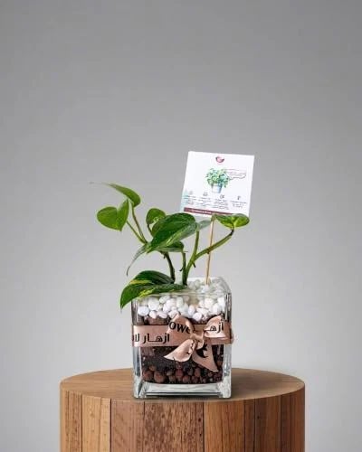 Pothos plant