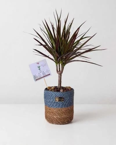 Darcinema marginata - small