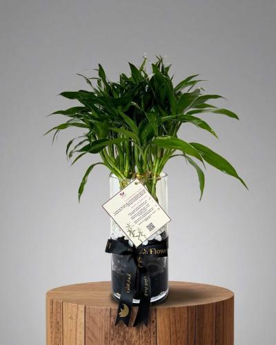 Lucky Bamboo