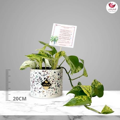 نبات البوتس المتعلقة