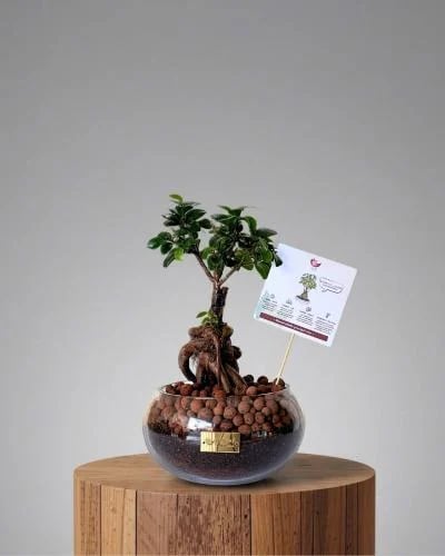 Bonsai plant
