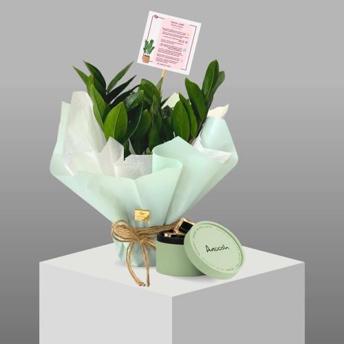 نبات الزاميا