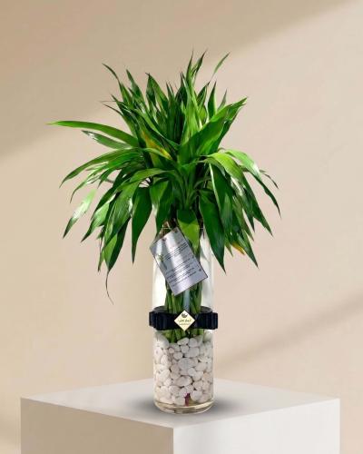 Lucky Bamboo