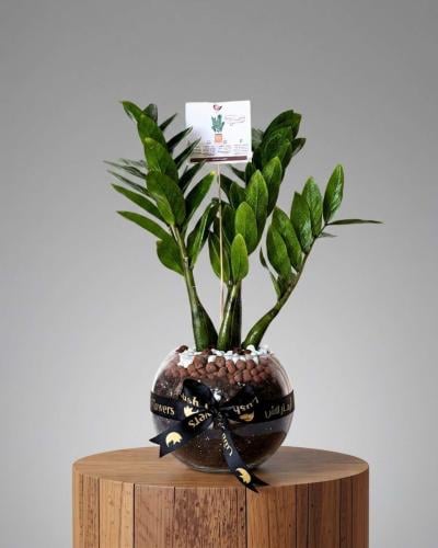 Zamia plant