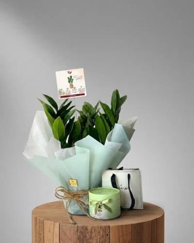 Zamia plant